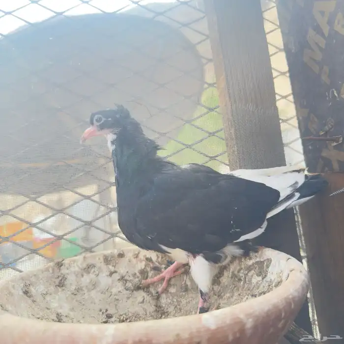 إسلام عليكم 1