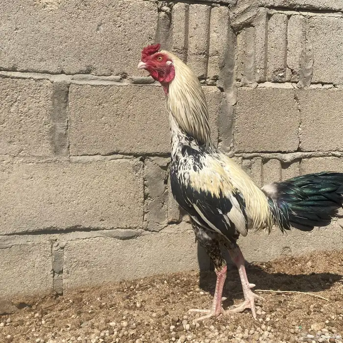 ديك باكستاني كفو علا 0