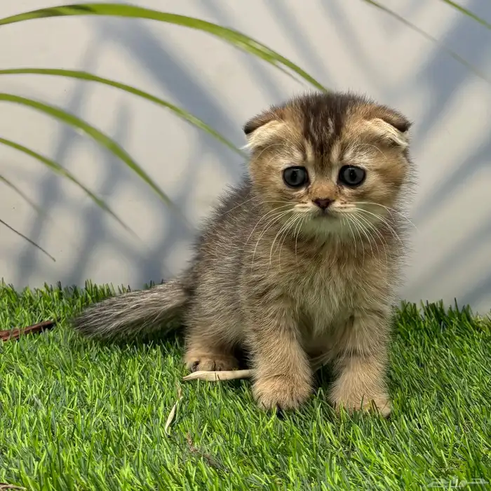 سكوتش فولد . انثى 2