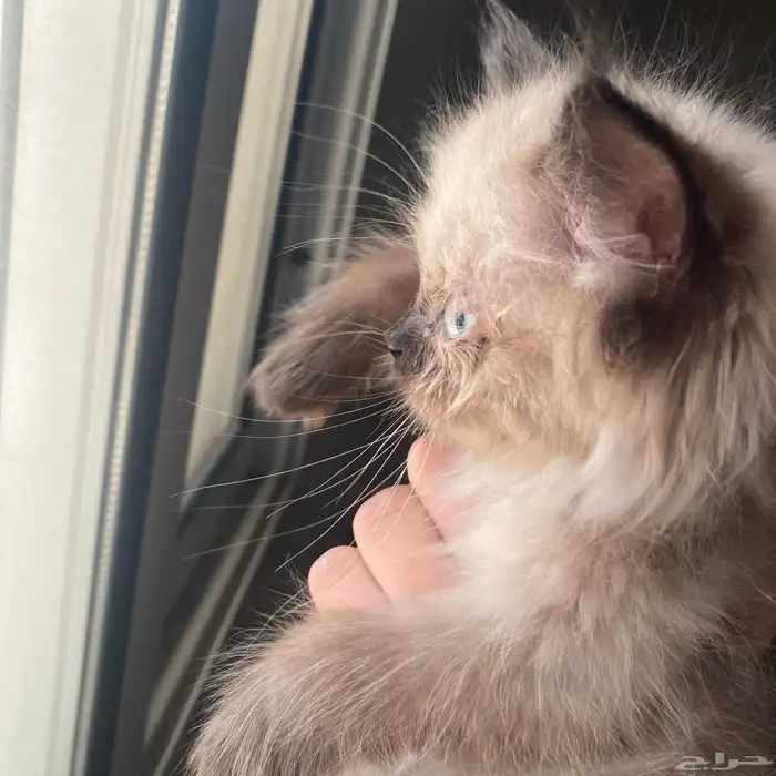 هملايا للبيع 6