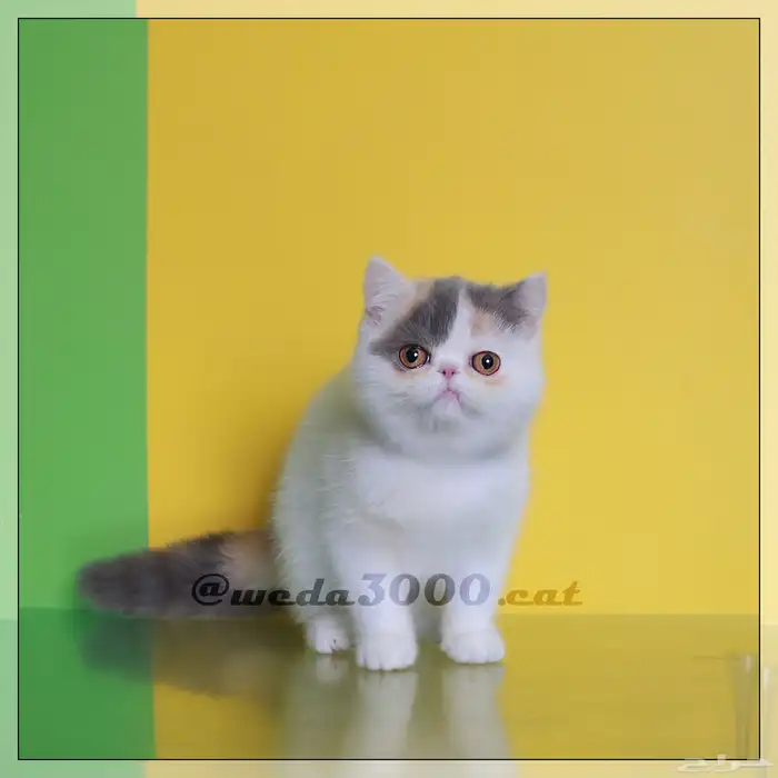 القطه تانيه للبيع 0