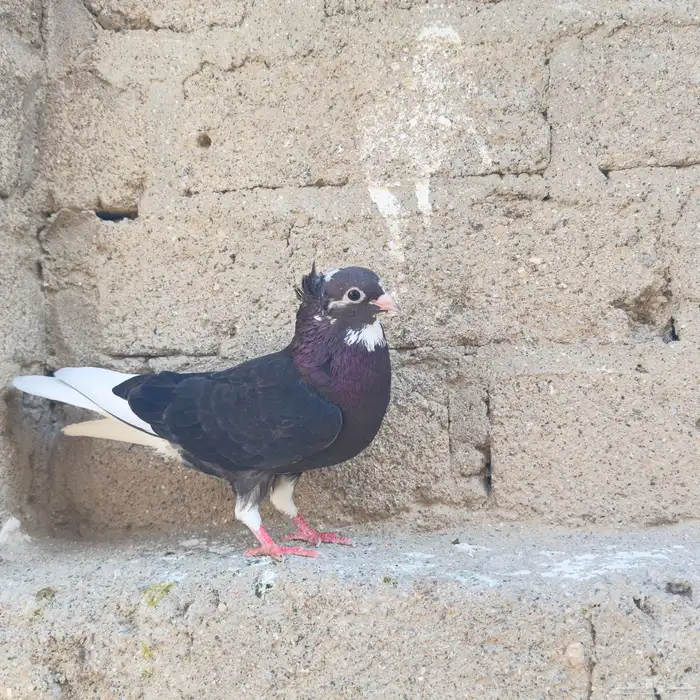 إسلام عليكم 0