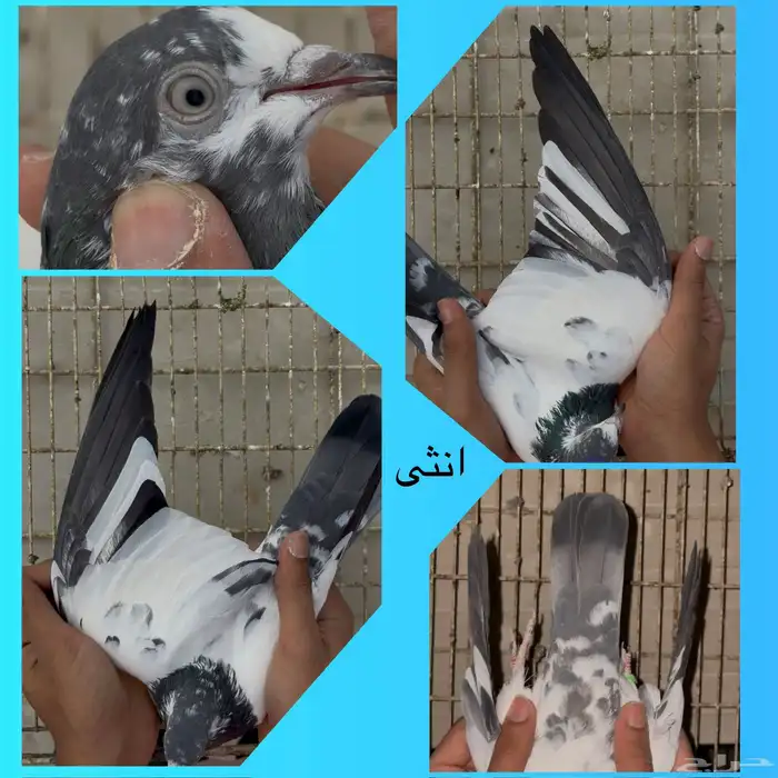 جوز سالكوتي علي ولا 1