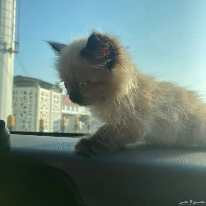 هملايا للبيع 4