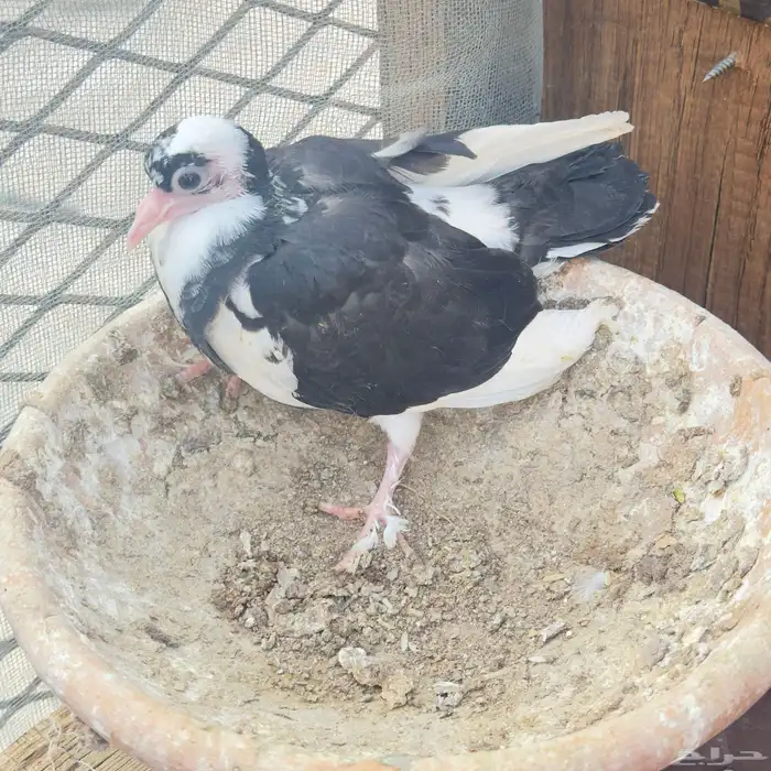 إسلام عليكم 3