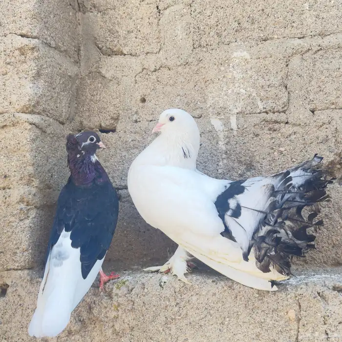 إسلام عليكم 2