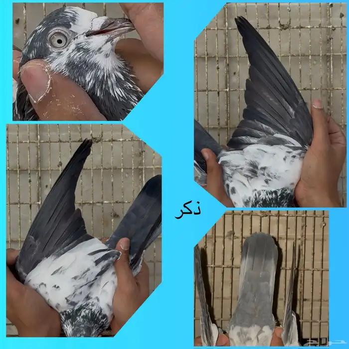 جوز سالكوتي علي ولا 0