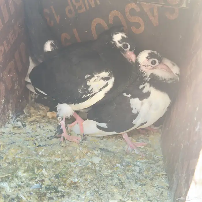 إسلام عليكم 5