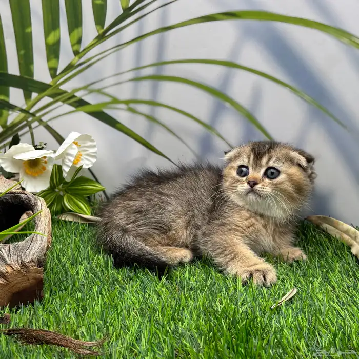 سكوتش فولد . انثى 0