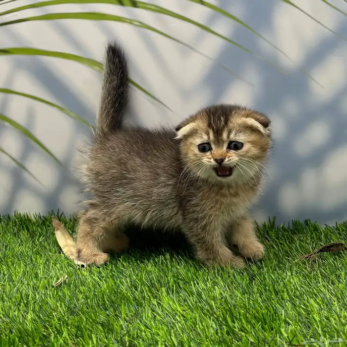 سكوتش فولد . انثى 3