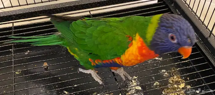 طير لوري جميل للبيع 1