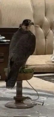 صقرا مفقود 0