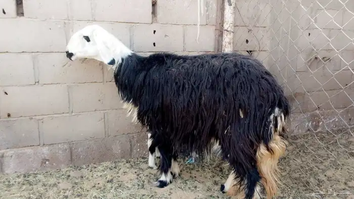 نعاجه والد 0