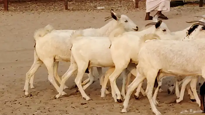 معزا بيشيات دفيع 11 رأس دفيع واصل 13