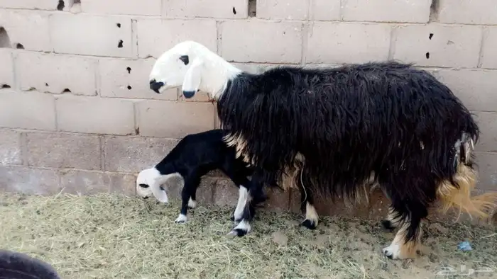 نعاجه والد 2