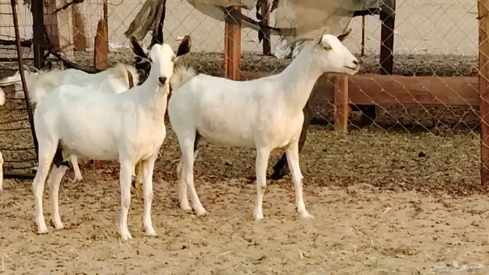 معزا بيشيات دفيع 11 رأس دفيع واصل 0