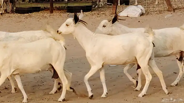 معزا بيشيات دفيع 11 رأس دفيع واصل 16