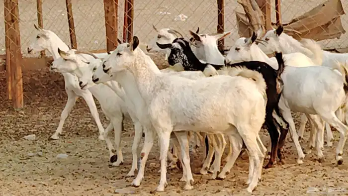 معزا بيشيات دفيع 11 رأس دفيع واصل 29