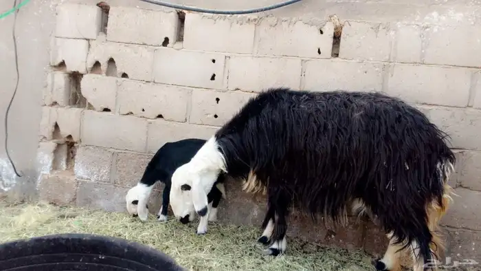 نعاجه والد 3