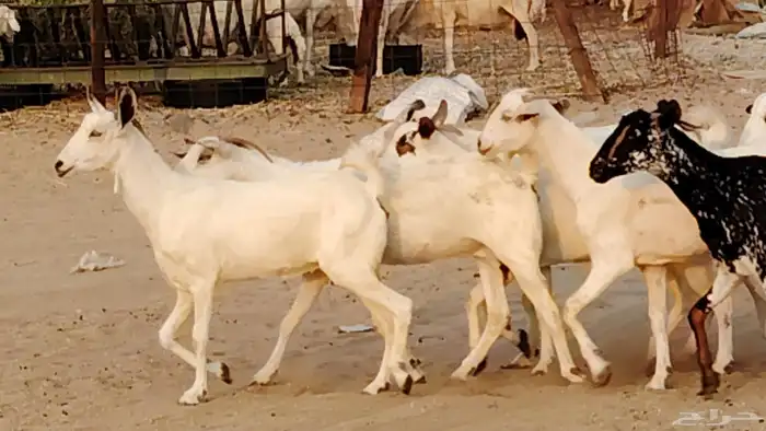 معزا بيشيات دفيع 11 رأس دفيع واصل 10