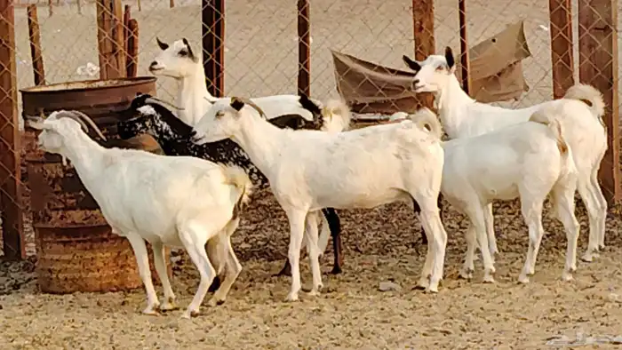 معزا بيشيات دفيع 11 رأس دفيع واصل 28