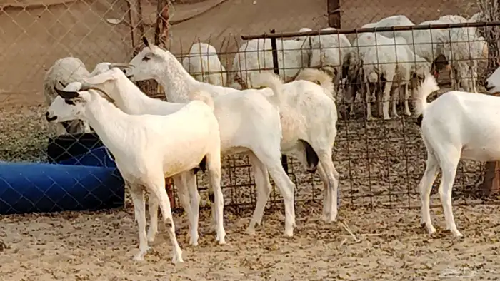 معزا بيشيات دفيع 11 رأس دفيع واصل 23