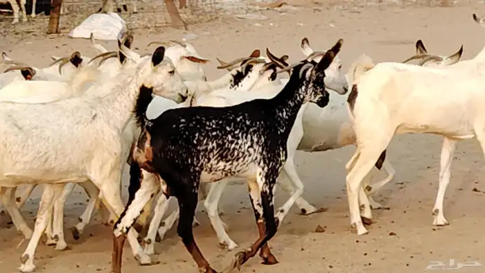 معزا بيشيات دفيع 11 رأس دفيع واصل 12