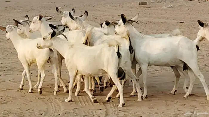 معزا بيشيات دفيع 11 رأس دفيع واصل 9