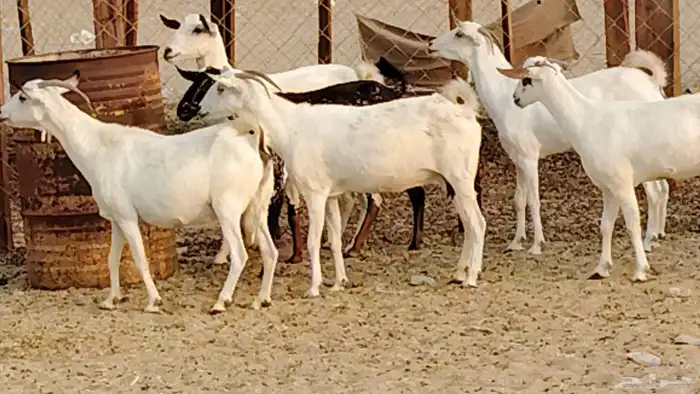 معزا بيشيات دفيع 11 رأس دفيع واصل 5