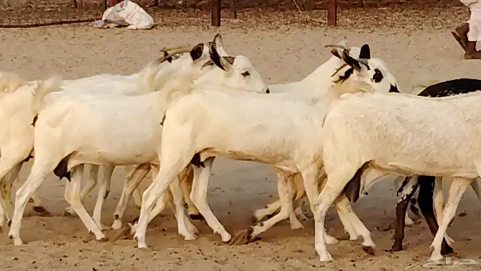 معزا بيشيات دفيع 11 رأس دفيع واصل 11