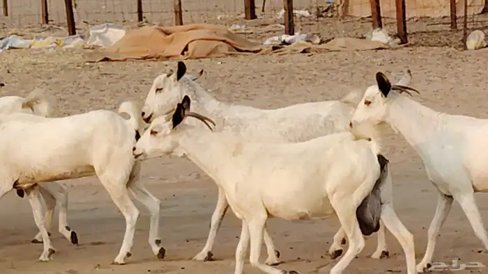 معزا بيشيات دفيع 11 رأس دفيع واصل 20