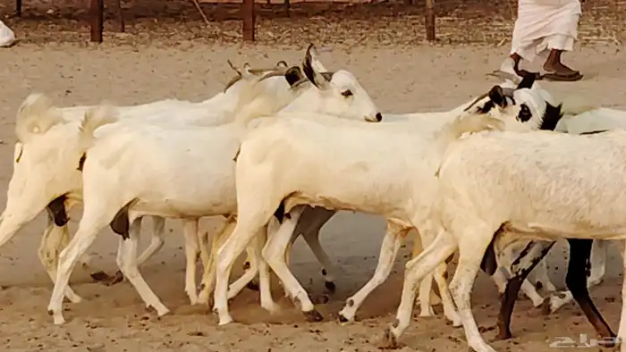 معزا بيشيات دفيع 11 رأس دفيع واصل 14