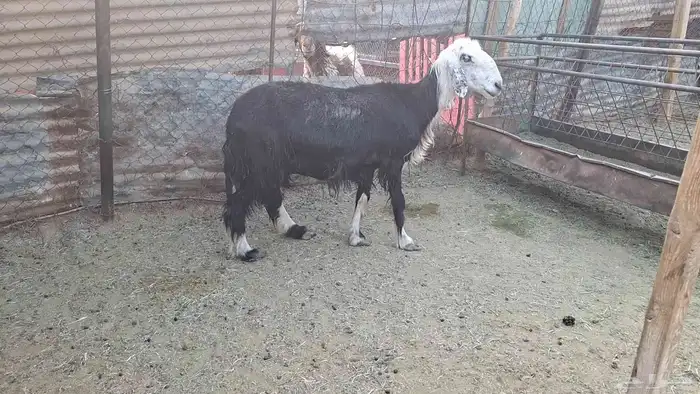 نجديه حاصب قريبه ولادتها شرط باذن الله فيها توم 0