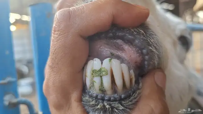 نجديه حاصب قريبه ولادتها شرط باذن الله فيها توم 1