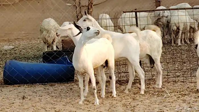 معزا بيشيات دفيع 11 رأس دفيع واصل 22