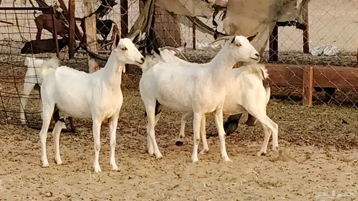 معزا بيشيات دفيع 11 رأس دفيع واصل 3