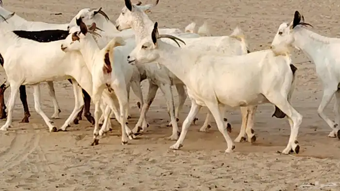 معزا بيشيات دفيع 11 رأس دفيع واصل 15