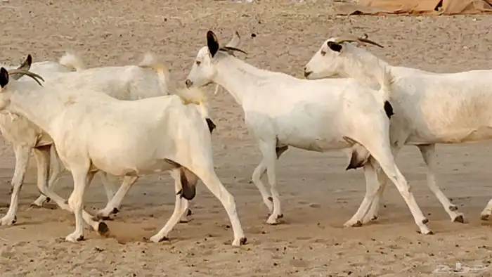 معزا بيشيات دفيع 11 رأس دفيع واصل 21