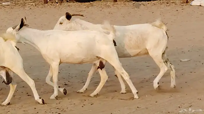 معزا بيشيات دفيع 11 رأس دفيع واصل 19