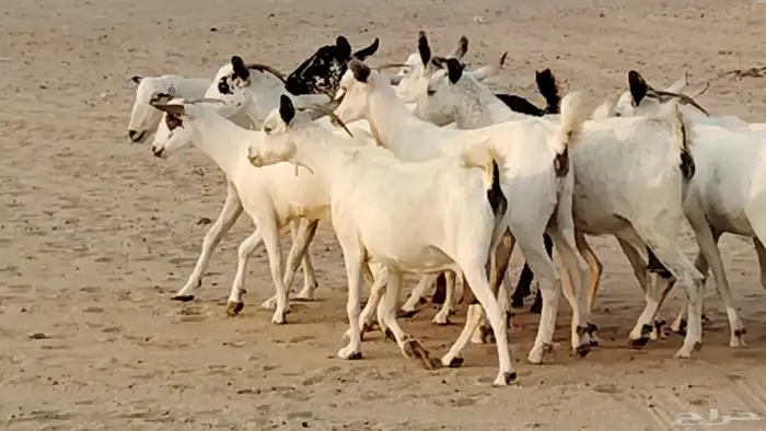 معزا بيشيات دفيع 11 رأس دفيع واصل 17