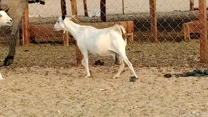 معزا بيشيات دفيع 11 رأس دفيع واصل 2