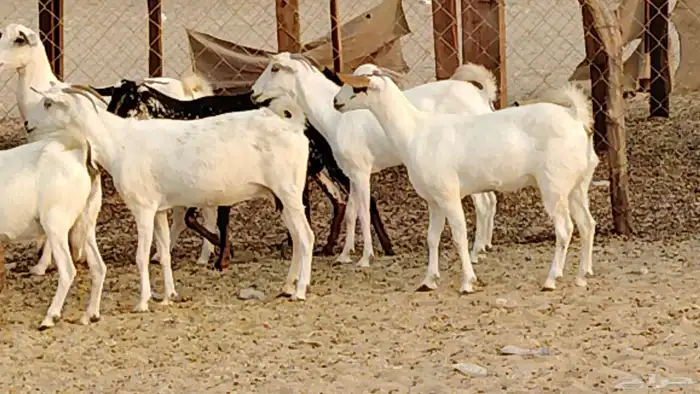 معزا بيشيات دفيع 11 رأس دفيع واصل 26