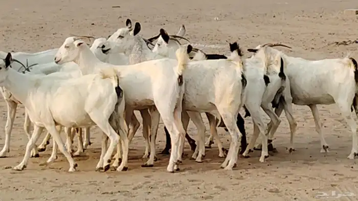 معزا بيشيات دفيع 11 رأس دفيع واصل 8