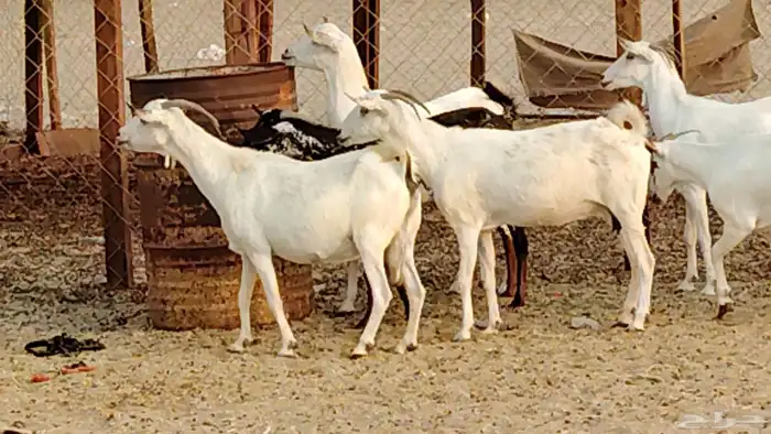 معزا بيشيات دفيع 11 رأس دفيع واصل 25