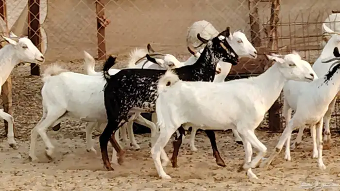 معزا بيشيات دفيع 11 رأس دفيع واصل 6