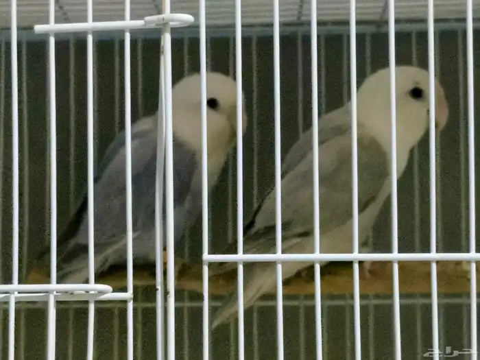 بغبغاء دره مع طيور روز 2