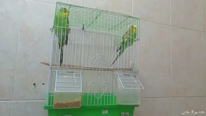 ثلاث إناث بادجي جاهزين للتزاوج 1