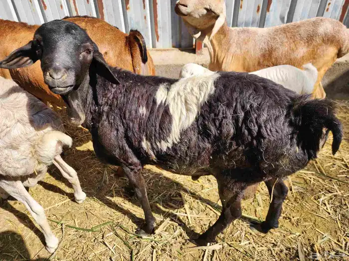 للبيع فحل بربري صحة ونظافة 0