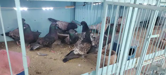 4 جوز حمام نسيم الليل 1