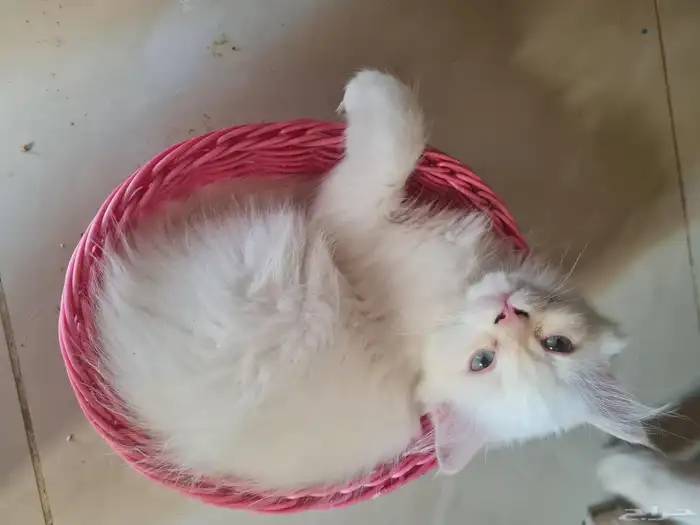 قطط شيرازي  هملايا 0